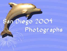 dolphin
